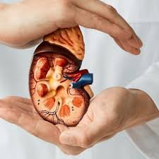 Role of Nephrologists in Managing Kidney Health